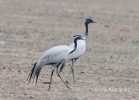 Журавль-красавка Demoiselle Crane